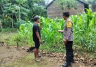 Jagung Pekarangan Tumbuh Subur, Bhabinkamtibmas Desa Tawangrejo Dorong Warga Optimalkan Lahan Produktif