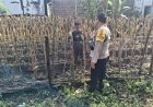 Jagung Siap Panen, Bhabinkamtibmas Desa Gemarang Dorong Warga Tingkatkan Ketahanan Pangan