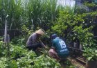 Kebun Pekarangan Hijau Dukung Ketahanan Pangan, Bhabinkamtibmas Desa Nampu Beri Pendampingan kepada Warga