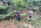Sayuran Pekarangan Tumbuh Subur, Bhabinkamtibmas Desa Winong Dampingi Warga Rawat Lahan Produktif