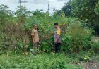 Singkong Tumbuh Rimbun di Pekarangan, Bhabinkamtibmas Desa Tawangrejo Ajak Warga Maksimalkan Lahan Pangan