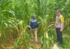 Jagung Siap Panen, Bhabinkamtibmas Desa Nampu Dampingi Warga Perkuat Ketahanan Pangan