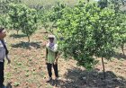 Jeruk Tumbuh Subur, Bhabinkamtibmas Desa Gemarang Dukung Warga Kembangkan Kebun Produktif