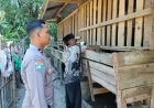 Bhabinkamtibmas Desa Sumberbening Tinjau Peternakan Warga untuk Dukung Program Ketahanan Pangan
