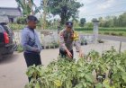 Bhabinkamtibmas Polsek Kebonsari Dorong Warga Manfaatkan Pekarangan untuk Mendukung Ketahanan Pangan
