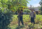 Singkong Pekarangan Tumbuh Subur, Bhabinkamtibmas Desa Gemarang Dorong Warga Maksimalkan Lahan Produktif
