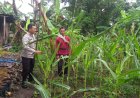 Bhabinkamtibmas Desa Sebayi Dampingi Warga Rawat Jagung Pekarangan Demi Ketahanan Pangan