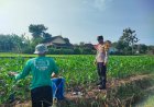 Bhabinkamtibmas Desa Glonggong Sambangi Warga, Sosialisasikan Pemanfaatan Lahan Dukung Ketahanan Pangan
