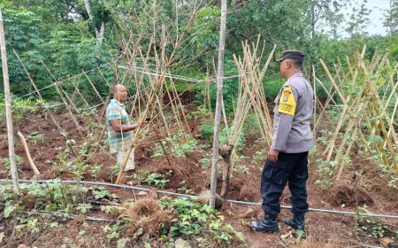 Monitoring Perkembangan Tanaman Cabai, Bhabinkamtibmas Desa Tawangrejo Dukung Ketahanan Pangan Melalui Pekarangan Bergizi