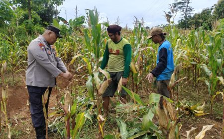 Pentingnya Ketahanan Pangan, Aipda Suprapto Datangi Petani Jagung