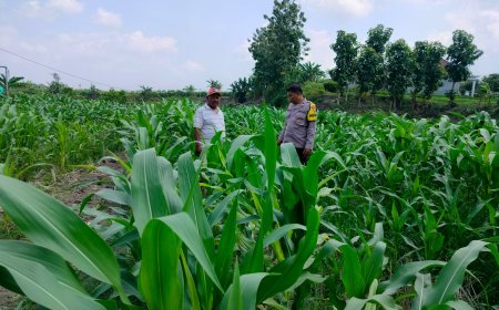 Aiptu Samuji Bhabinkamtibmas Polsek Saradan Kunjungi Warga Yang Mengolah Lahan Jagung