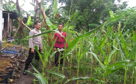 Jagung Tumbuh Subur, Bhabinkamtibmas Desa Sebayi Dorong Pemanfaatan Pekarangan Produktif