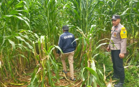 Sambang Kebun Jagung, Bhabinkamtibmas Desa Nampu Beri Motivasi Warga Tingkatkan Ketahanan Pangan