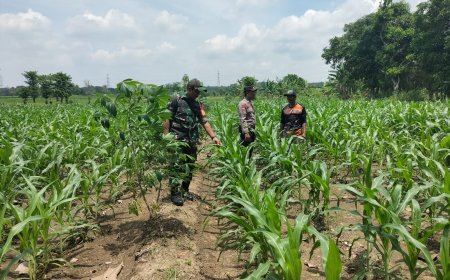 Demi Swasembada Pangan, Bhabinkamtibmas Tetap Cek Lahan Jagung Warga