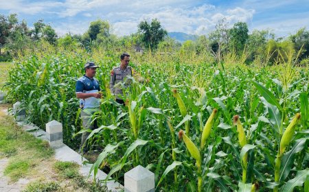 Cek Lahan Jagung Upaya Dukung Ketahanan Pangan Oleh Bhabinkamtibmas Polsek Saradan