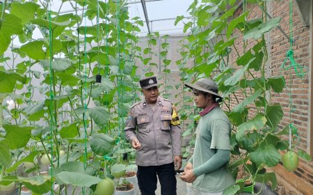 Melon Siap Panen Jadi Kebanggaan Warga, Bhabinkamtibmas Desa Tawangrejo Beri Apresiasi