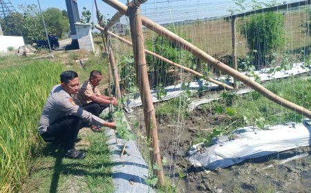 Dukung Ketahanan Pangan, Bhabinkamtibmas Polsek Balerejo Sambangi Petani Gambas di Desa Kedungjati