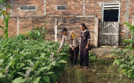 Budidaya Terong Pekarangan Dukung Ketahanan Pangan, Bhabinkamtibmas Desa Sebayi Ajak Warga Optimalkan Lahan Produktif