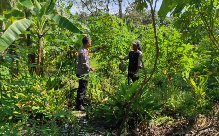 Bhabinkamtibmas Polsek Saradan Kunjungi Petani Singkong Demi Dukung Ketahanan Pangan