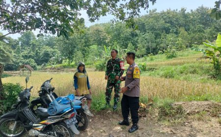 Sinergi TNI-Polri Dampingi Petani Saat Panen Padi, Wujudkan Ketahanan Pangan di Desa Tawangrejo