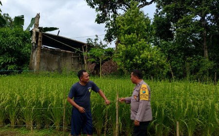 Hamparan Padi Menguning Jadi Harapan Panen, Bhabinkamtibmas Desa Winong Perkuat Kedekatan dengan Petani