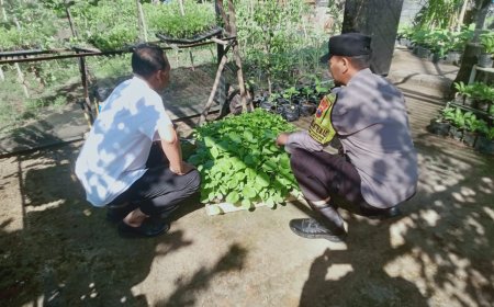 Pekarangan Rumah Jadi Ruang Tumbuh Ketahanan Pangan Masyarakat
