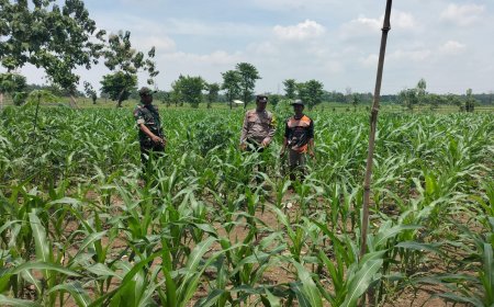 Dengan Giat Bhabinkamtibmas Kunjungi Lahan Jagung Warga Binaan