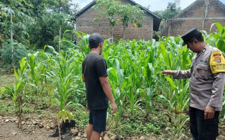 Jagung Tumbuh Subur di Pekarangan, Bhabinkamtibmas Desa Tawangrejo Dorong Warga Perkuat Ketahanan Pangan