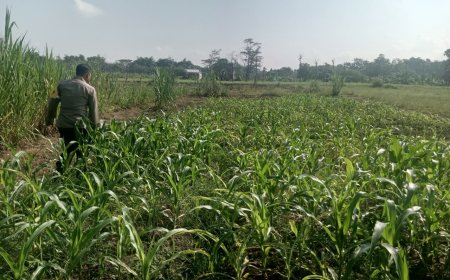 Sambang Petani Bersama Pak Bhabin : Sinergi Efektif Untuk Ketahanan Pangan Optimal
