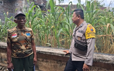 Tongkol Jagung Mulai Berisi, Ketekunan Warga Gemarang Berbuah Manis