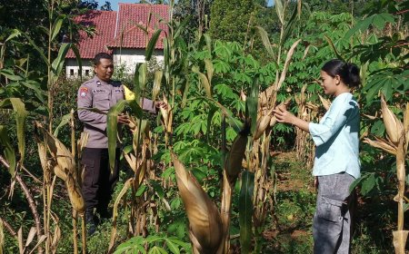 Tongkol Jagung Kian Padat, Pekarangan Warga Winong Perlihatkan Hasil Perawatan Berbulan-Bulan