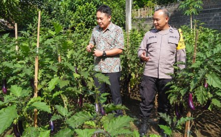 Terong Ungu Bergelantungan, Pekarangan Warga Durenan Tunjukkan Hasil Perawatan yang Tak Sia-Sia