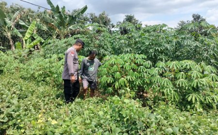 Barisan Singkong Tumbuh Rimbun, Lahan Warga Tawangrejo Simpan Potensi Panen Menjanjikan