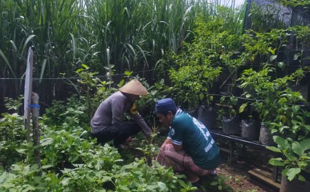 Kebun Belakang Rumah Terus Bertambah Hijau, Warga Nampu Rawat Pangan dari Lahan Sederhana