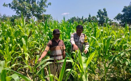 Kunjungi Petani Jagung, Upaya Bhabinkamtibmas Tulung Sukseskan Ketahanan Pangan