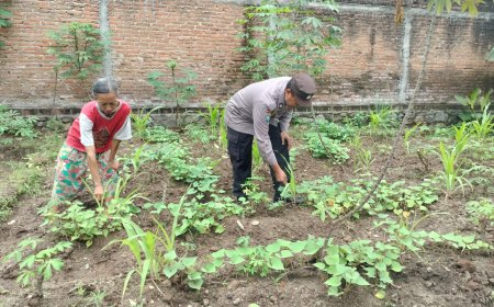 Ubi Jalar Pekarangan Dirawat Bersama, Bhabinkamtibmas Desa Tawangrejo Ajak Warga Maksimalkan Potensi Lahan