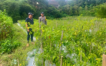 Bhabinkamtibmas Desa Batok Tinjau Kebun Cabai, Pastikan Tanaman Tetap Produktif Dukung Ketahanan Pangan