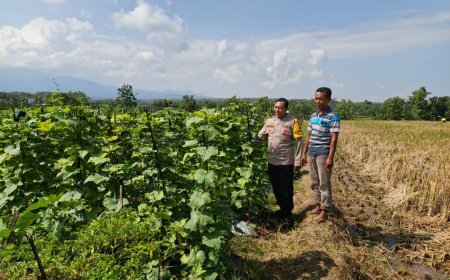 Optimalisasi Pekarangan Terbatas, Aiptu Suwardi Bersama Warga Dukung Ketahanan Pangan
