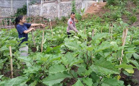 Dukung Ketahanan Pangan, Aiptu Dariyono Sambangi Area Pekarangan Terbatas Warga