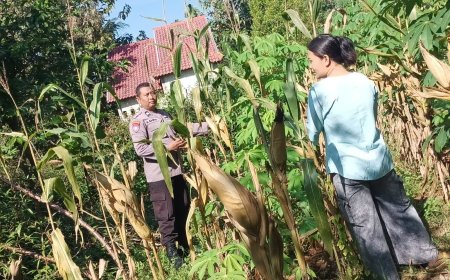 Jagung Siap Panen Jadi Penyemangat Warga, Bhabinkamtibmas Desa Winong Dorong Ketahanan Pangan dari Pekarangan