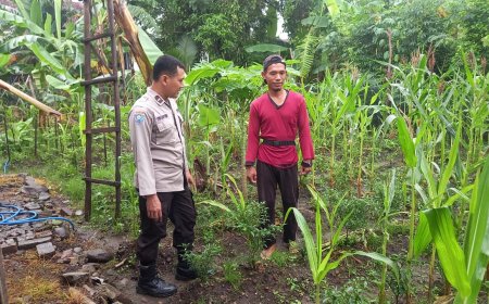 Kebun Jagung dan Cabai Warga Jadi Penopang Ketahanan Pangan, Bhabinkamtibmas Desa Sebayi Lakukan Pendampingan