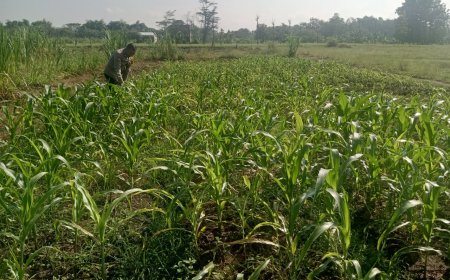 Aiptu Joni Getut  Cek Lahan Jagung Di Area Persawahan Desa Sukosari