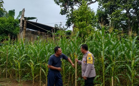 Jagung Tumbuh Subur di Lahan Pekarangan, Jadi Penyemangat Ketahanan Pangan Warga Winong