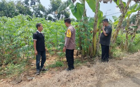 Kebun Singkong Tumbuh Subur, Bhabinkamtibmas Desa Tawangrejo Dukung Warga Perkuat Ketahanan Pangan