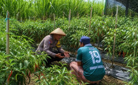 Petani Rawat Cabai Hingga Berbuah Lebat, Bhabinkamtibmas Desa Nampu Berikan Motivasi Ketahanan Pangan