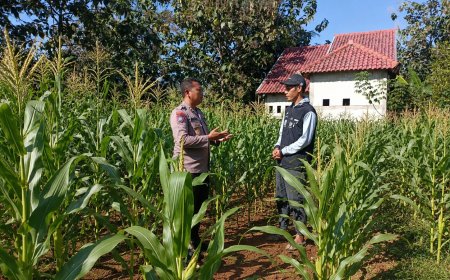 Jagung Mulai Berbuah, Bhabinkamtibmas Desa Winong Apresiasi Semangat Petani Dukung Ketahanan Pangan