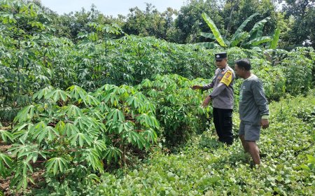 Tanaman Singkong Tumbuh Optimal, Bhabinkamtibmas Desa Tawangrejo Ajak Warga Maksimalkan Potensi Lahan