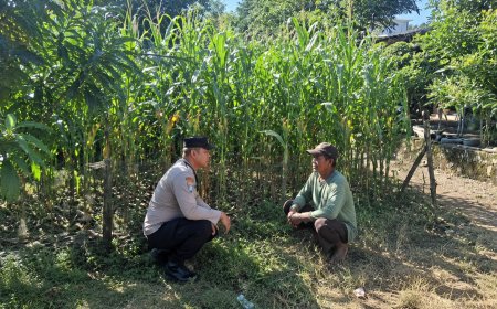 Jagung Tumbuh Subur di Pekarangan, Bhabinkamtibmas Desa Gemarang Ajak Warga Optimalkan Lahan Produktif