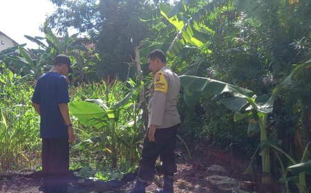 Pekarangan Sederhana di Desa Sebayi Tumbuh Jadi Kebun Pangan Keluarga