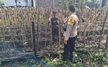 Jagung Siap Panen, Bhabinkamtibmas Desa Gemarang Dorong Warga Tingkatkan Ketahanan Pangan